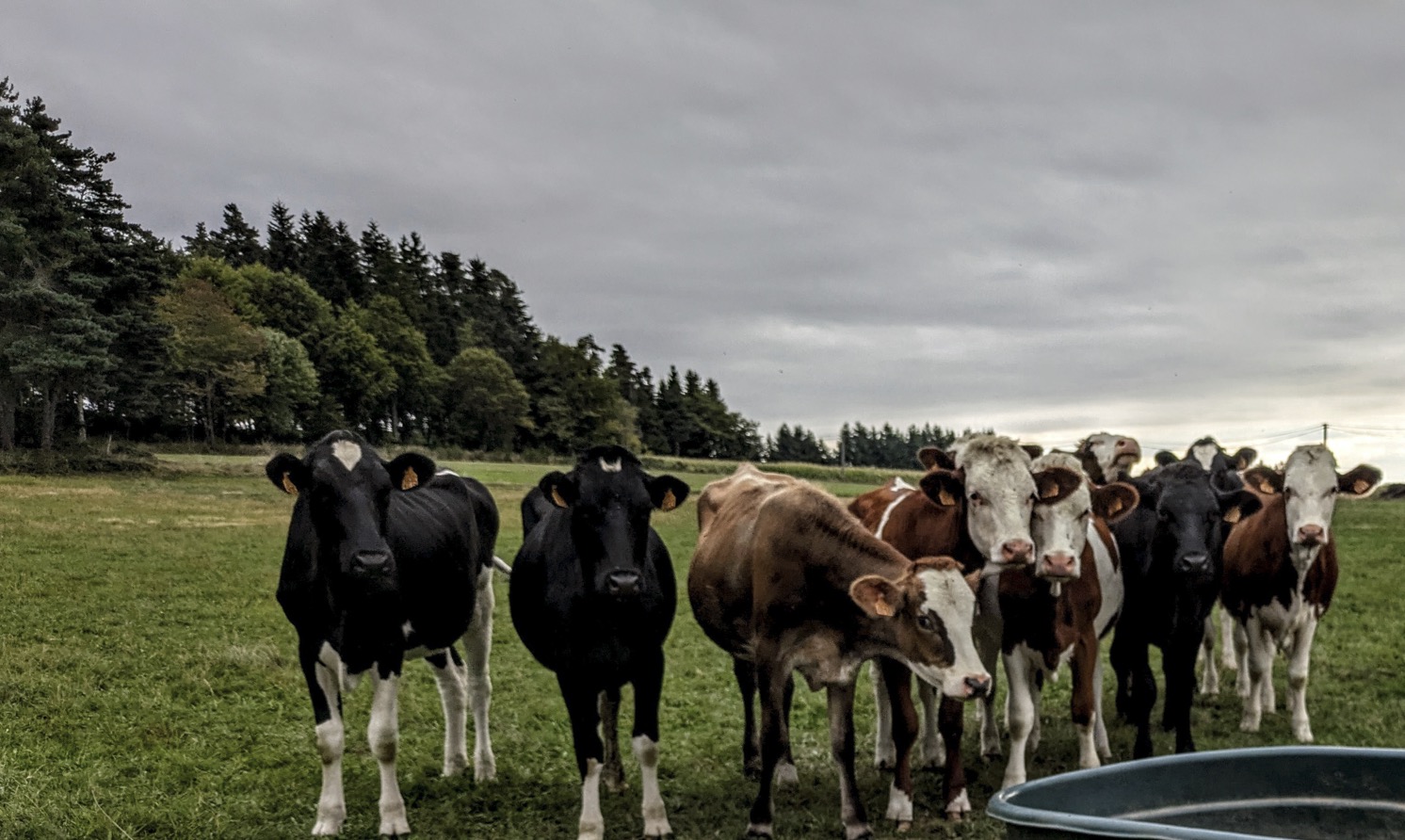 Les vaches du voisinage